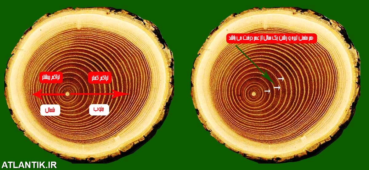 تعیین عمر درختان و پیدا کردن جهت شمال و جنوب با استفاده از تنه درختان